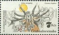 Red Deer (Cervus elaphus)