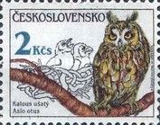 Long-eared Owl (Asio otus)