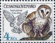 Barn Owl (Tyto alba)