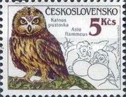 Short-eared Owl (Asio flammeus)