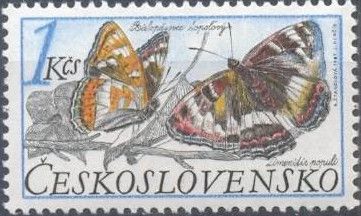 Poplar Admiral (Limenitis populi)