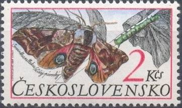 Eyed Hawk-moth (Smerinthus ocellata)