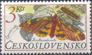 Matron (Pericallia matronula)