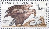 White-tailed Eagle (Haliaeetus albicilla)