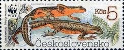 Carpathian Newt (Triturus montandoni)