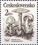 Amanita virosa - Muchomůrka jízlivá