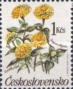 Common Zinnia (Zinnia elegans)