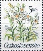 Madonna Lily (Lilium candidum)