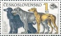 Afghan Hound, Irish Wolfhound and Greyhound