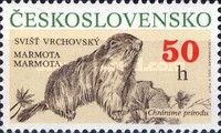 Alpine Marmot (Marmota marmota)