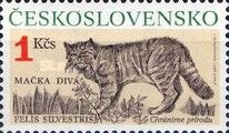 Wildcat (Felis silvestris)