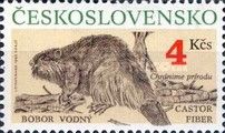 Eurasian Beaver (Castor fiber)