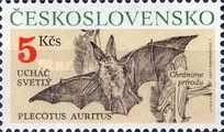 Brown Long-eared Bat (Plecotus auritus)