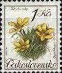 Radnor Lily (Gagea bohemica)