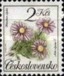 Alpine Aster (Aster alpinus)