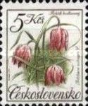 Snake's Head Fritillary (Fritillaria meleagris)