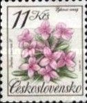 Garland Flower (Daphne cneorum)