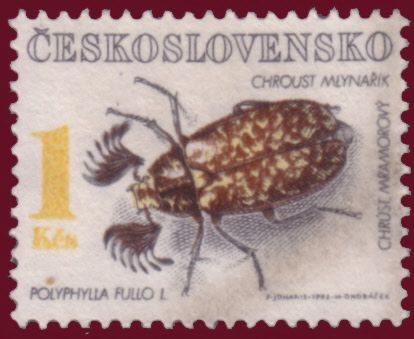 Pine Chafer (Polyphylla fullo)