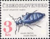 Violet Oil Beetle (Meloe violaceus)