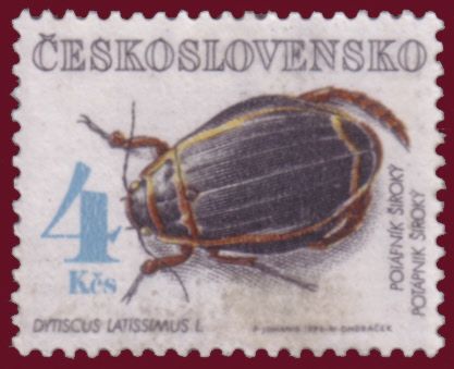 Diving Beetle (Dytiscus latissimus)