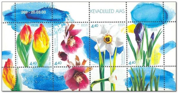 Tulip (Tulp tulipa)