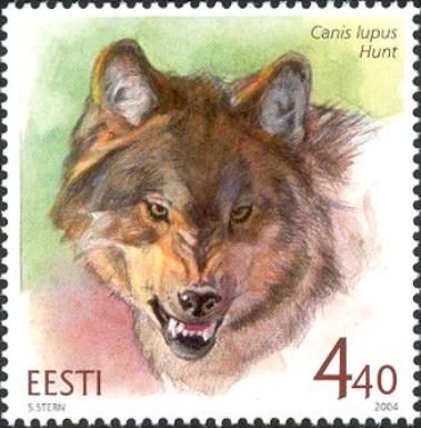 Wolf (Canis lupus)