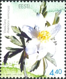 Wood Anemone (Anemone nemorosa)