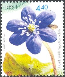 Hepatica (Hepatica nobilis)