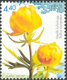 Globeflower (Trollius europaeus)