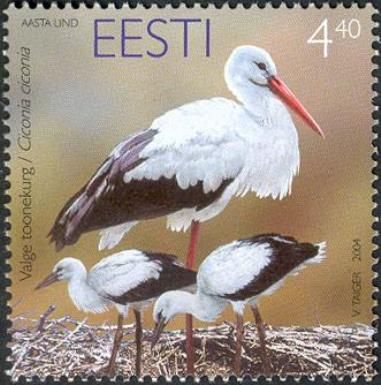 White Stork (Ciconia ciconia)