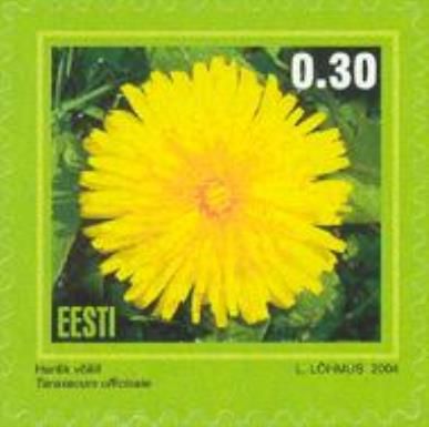 Dandelion (Taraxacum officinalis)