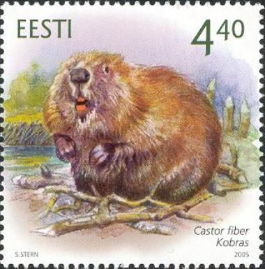 Eurasian Beaver (Castor fiber)