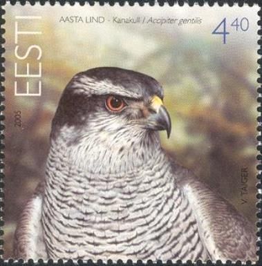 Goshawk (Accipiter gentilis)