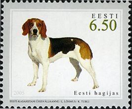 Estonian Hound (Canis lupus familiaris)