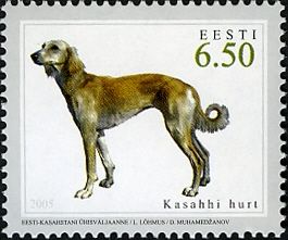 Kazakh Greyhound (Canis lupus familiaris)