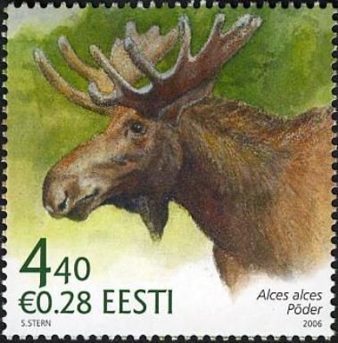 Moose (Alces alces)