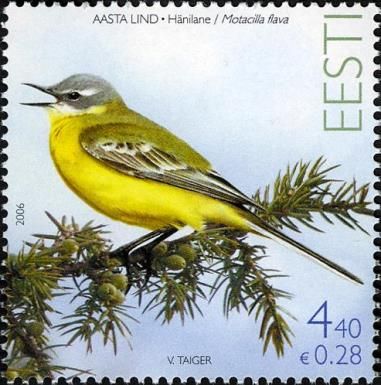 Yellow Wagtail (Motacilla flava)