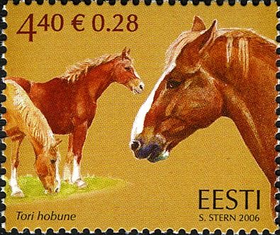 Tori-Horse (Equus ferus caballus)