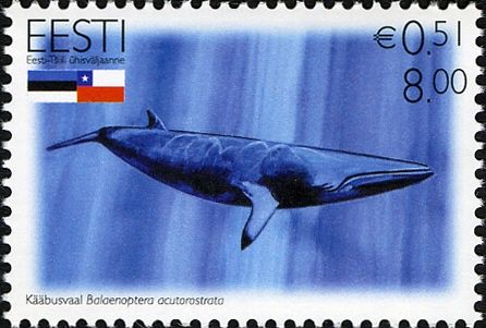 Common Minke Whale (Balaenoptera acutorostrata)