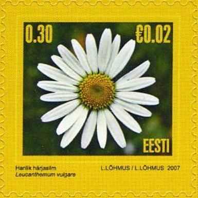 Oxeye Daisy (Leucanthemum vulgare)