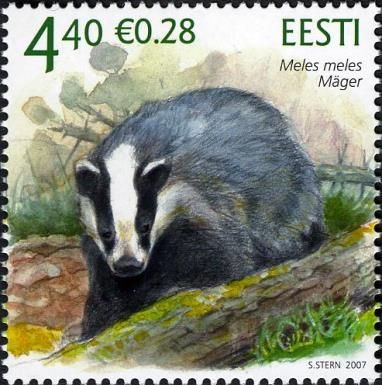 European Badger (Meles meles)