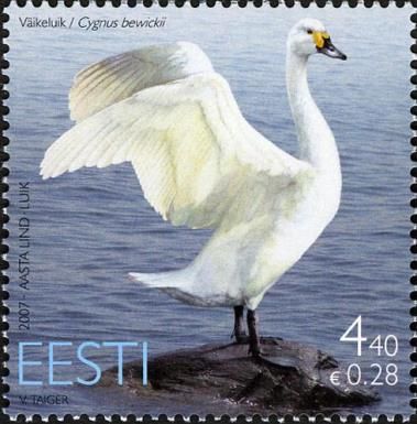 Bewick's Swan (Cygnus columbianus bewickii)