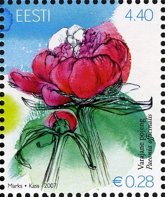 Common Peony (Paeonia officinalis)