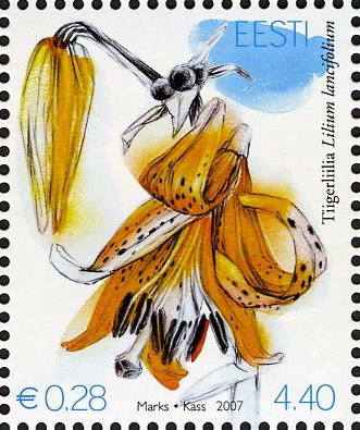 Tiger Lily (Lilium lancifolium)