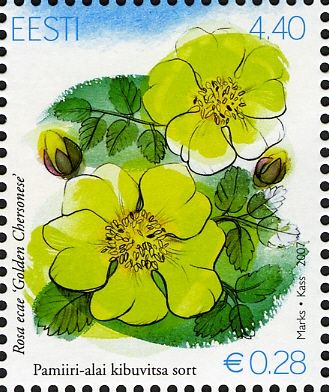 Golden Chersonese (Rosa ecae)
