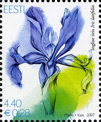 English Iris (Iris latifolia)