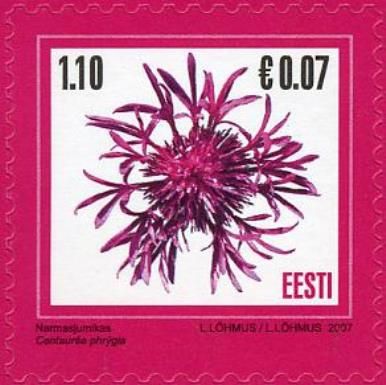 Wig Knapweed (Centaurea phrigia)
