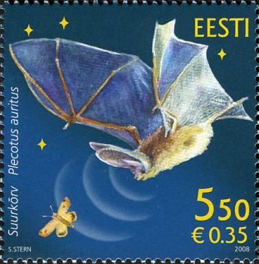 Brown Long-eared Bat (Plecotus auritus)