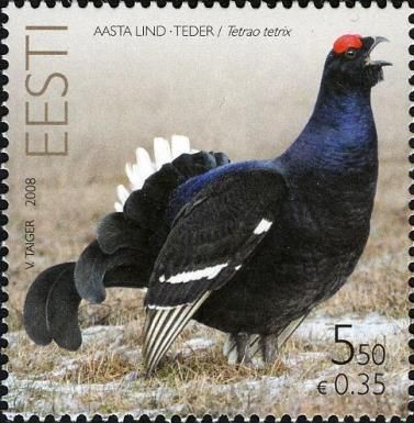 Black Grouse (Tetrao tetrix)