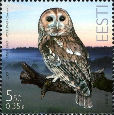 Tawny Owl (Strix aluco)